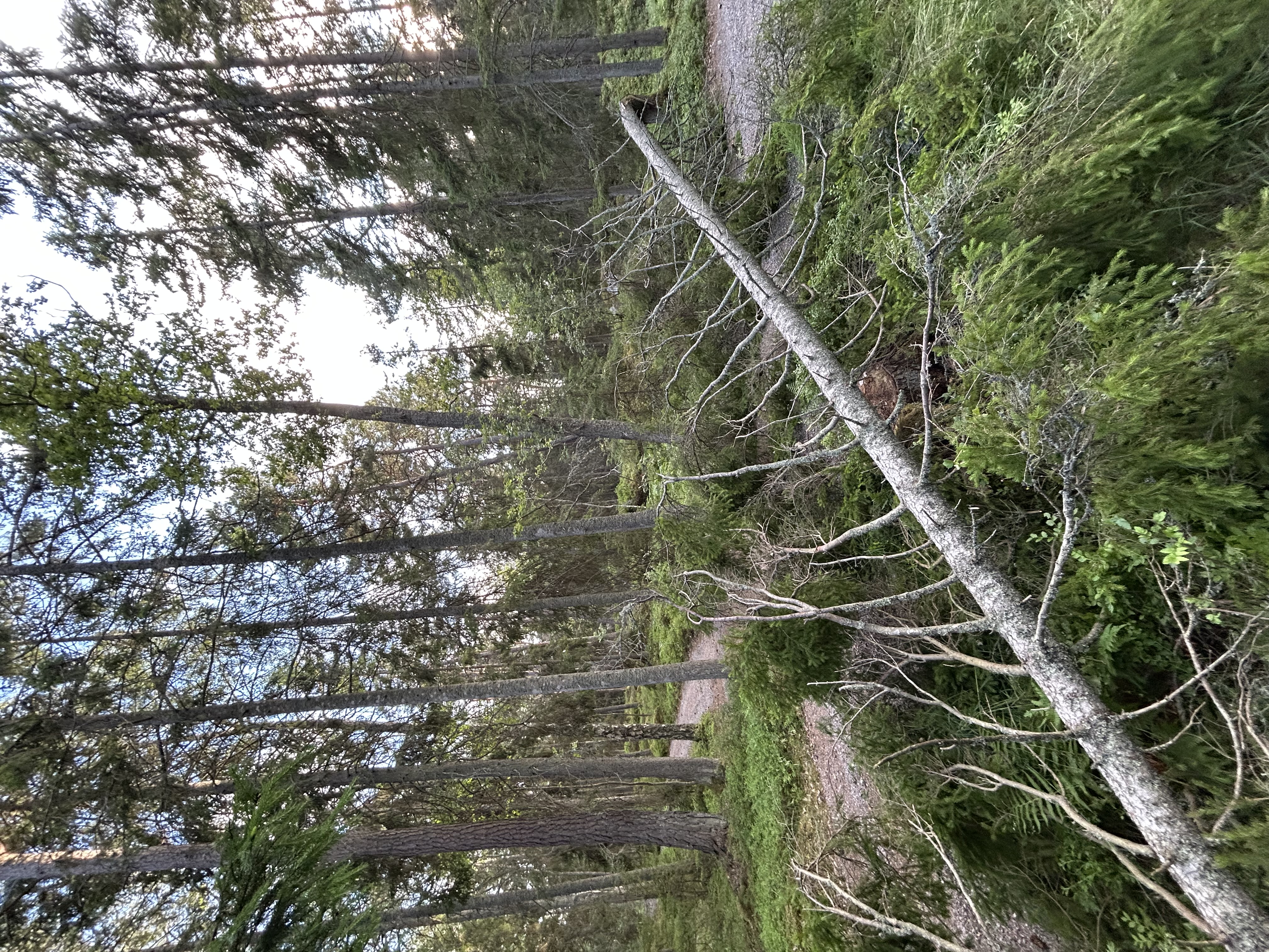 Minnen från farfar och farmor